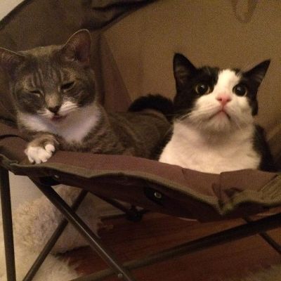 Picture of Alice Wetterlund's cats.